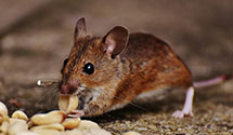 24 Hour & Emergency Exterminators in Williamsville, IL